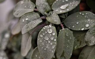 Watering sage