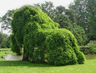 Weeping mophead acacia