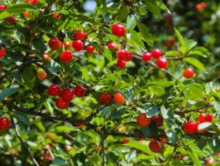 wild cherry fruit