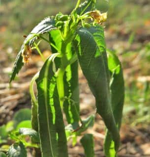 Wilting sunpatiens