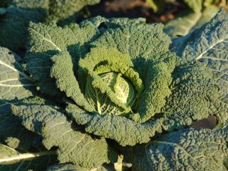 Cabbage for winter