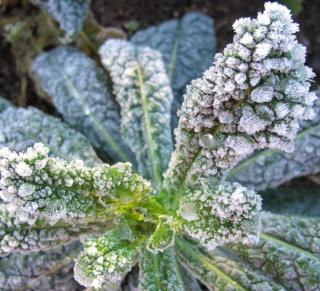 Winter kale