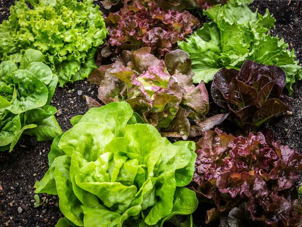 Which vegetables to grow in winter?