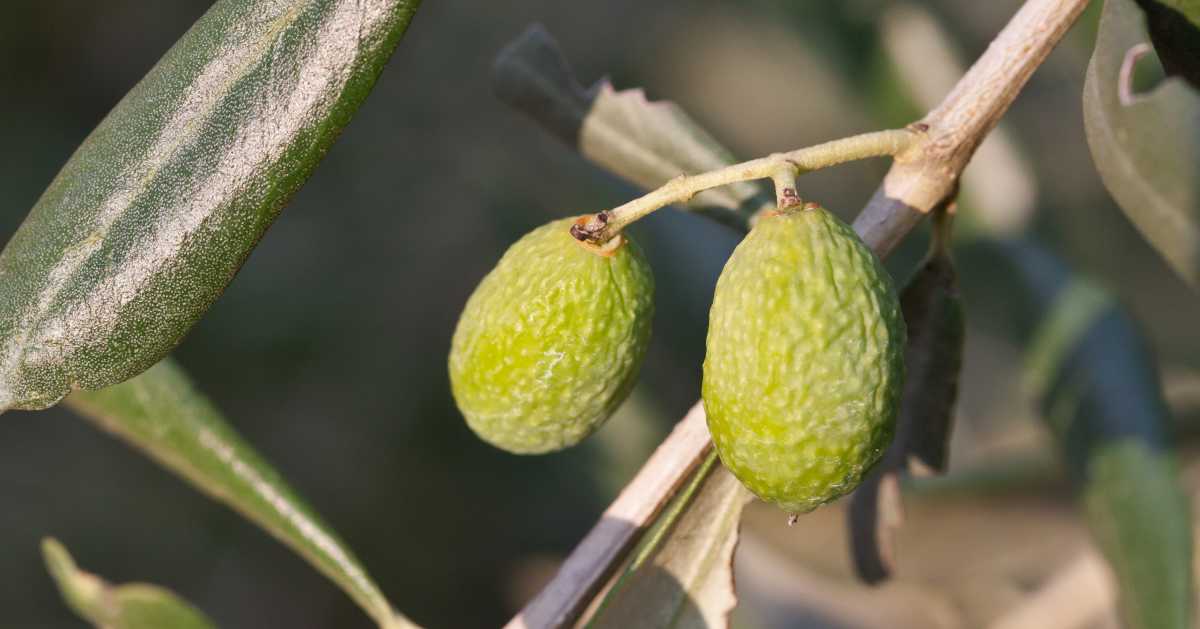 Protecting olive in winter