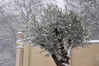 Winterizing an olive tree