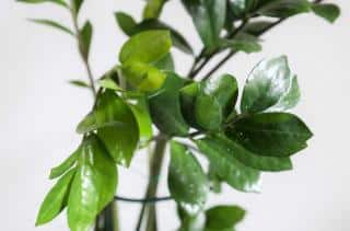 Diseases and pests on zamioculcas