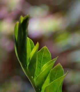 Exposure for Zamioculcas