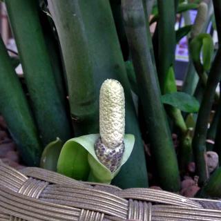 Zamioculcas flower