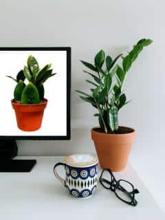 Zamioculcas leaf cuttings before/after