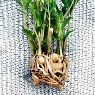 Ways to propagate a ZZ plant