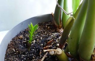 Zamioculcas propagation