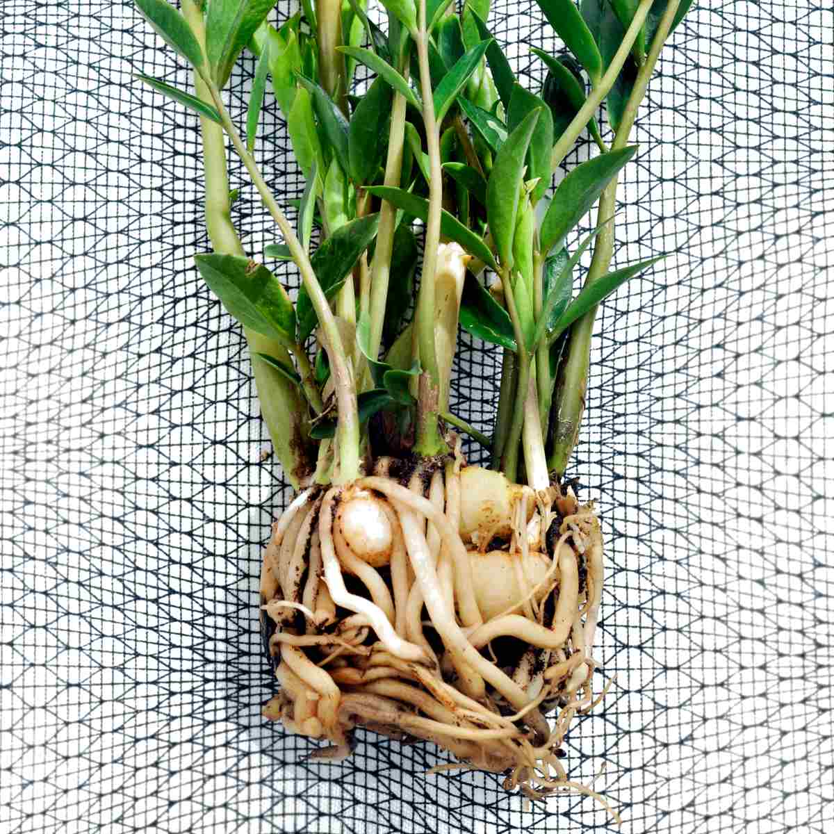 27 How To Propagate Zeezee Plant RaeannArtin