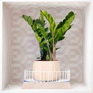 Trendy zamioculcas