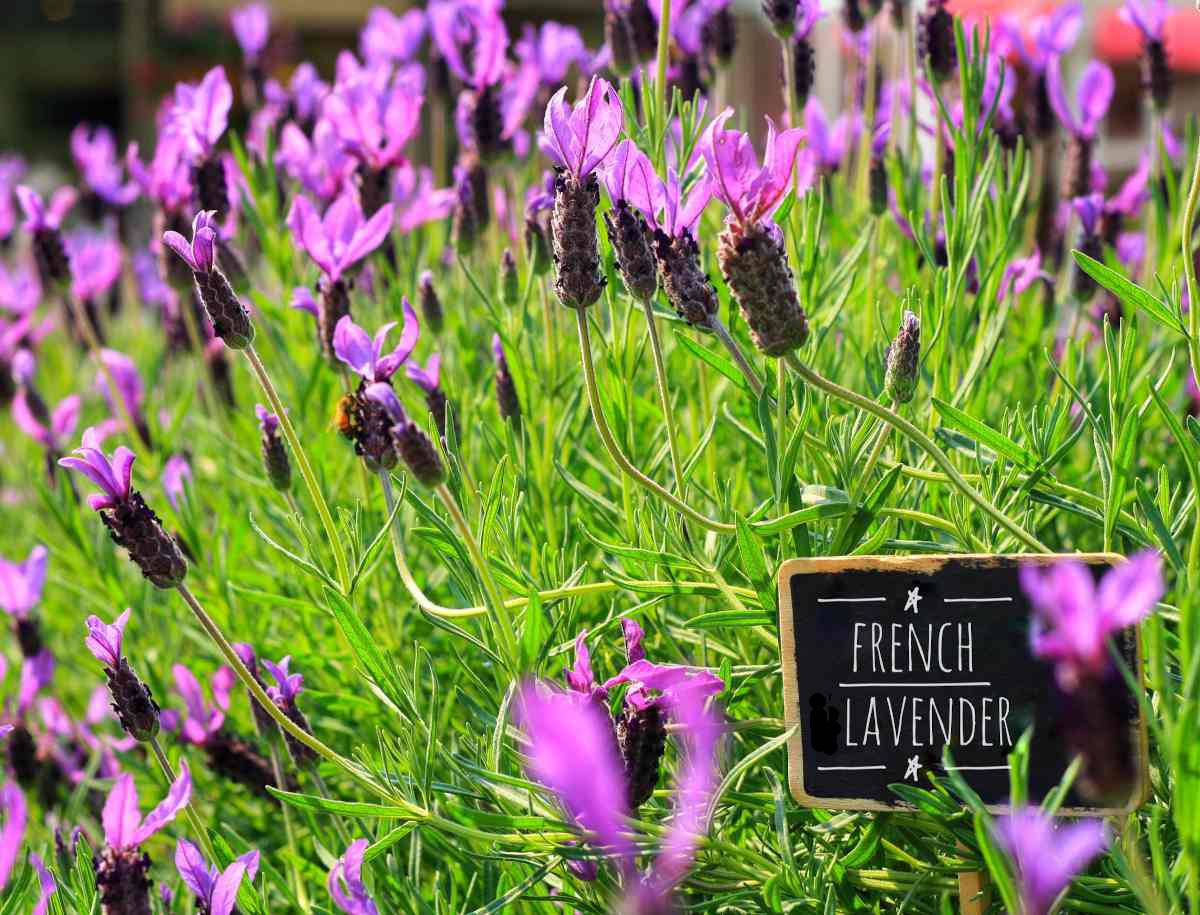 French lavender