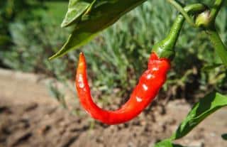 Caring for bell pepper and chili plants