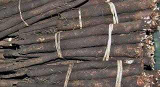 Harvesting black salsify