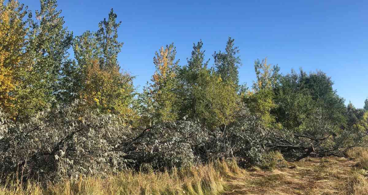 Natural control against russian olive