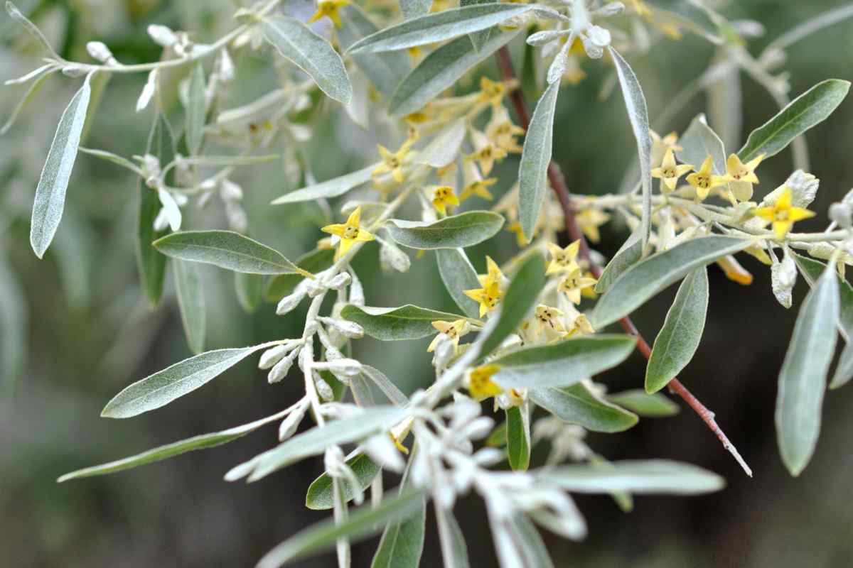controlling russian olive