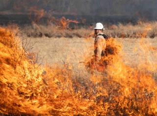 Fire against russian olive