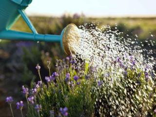 Watering French lavender
