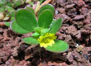 Growing purslane benefits