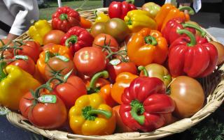 Harvesting bell pepper