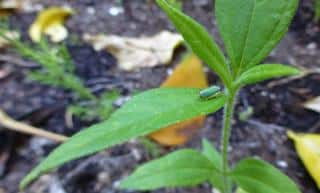 Helianthis diseases and pests