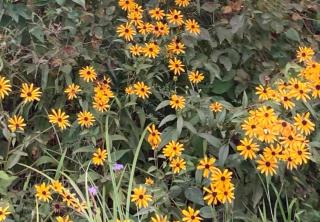 Ornamental helianthis