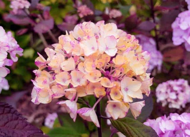 Hortensia disease