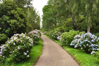 Hortensia exposure