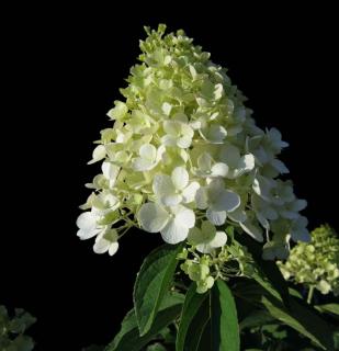 Hortensia paniculata