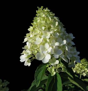 Hortensia paniculata