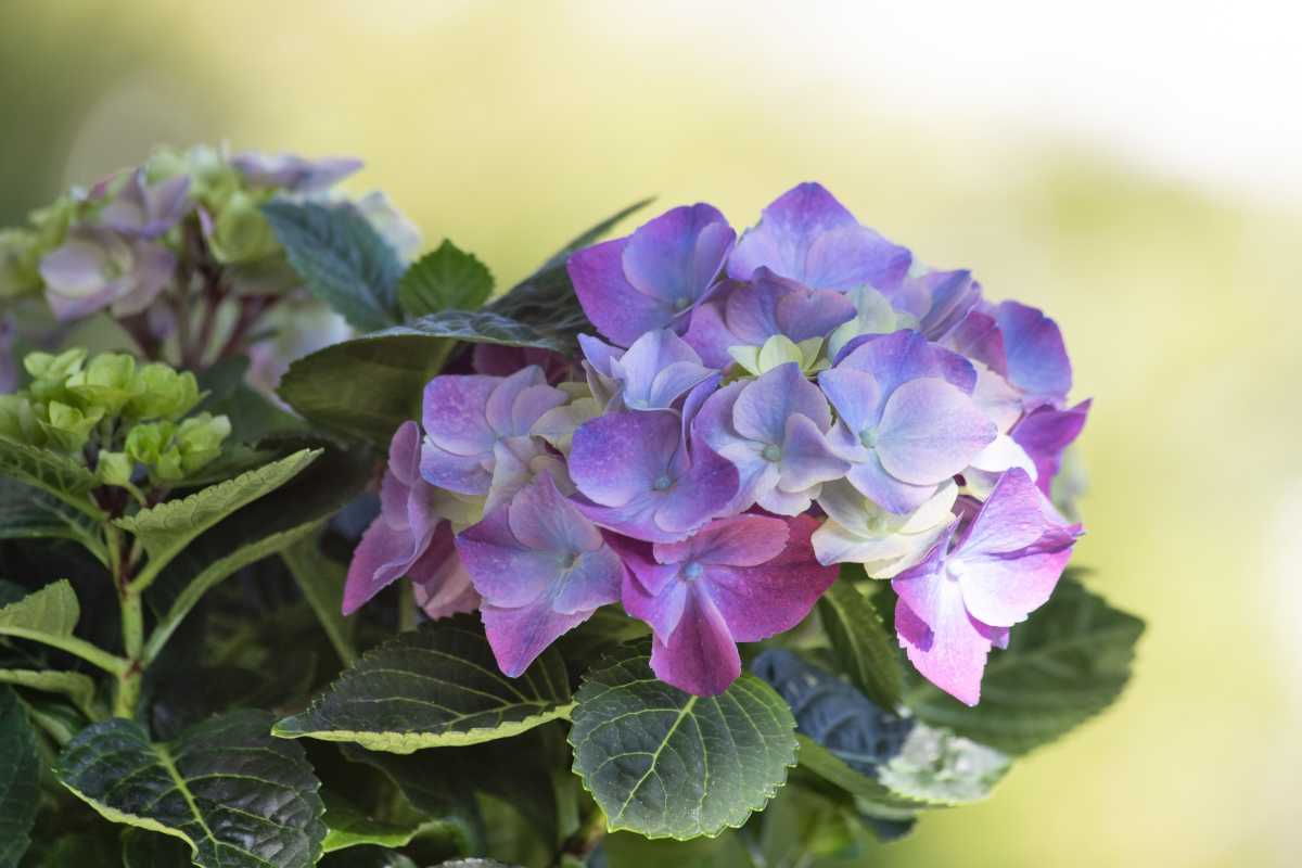 Hortensia