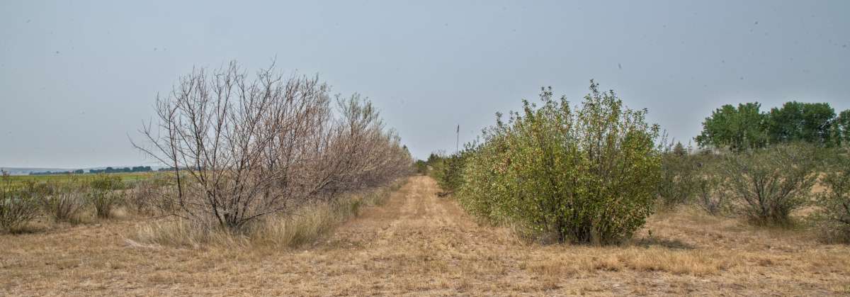 Insects to control russian olive growth