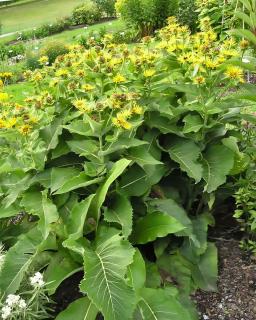 Planting inula