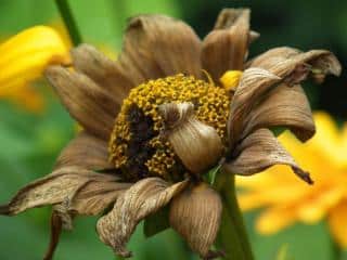 Deadhead flowers in June