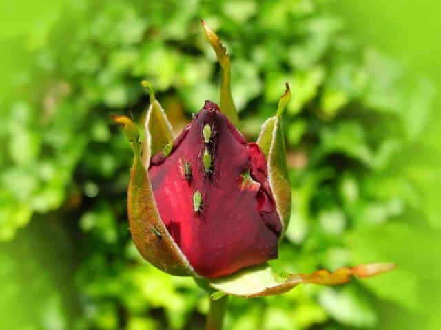 Treat roses against aphids in June