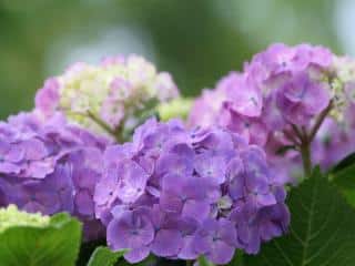 Care for shrubs in June