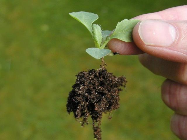 June tasks: transplant vegetable seedlings