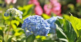 Blue hortensia