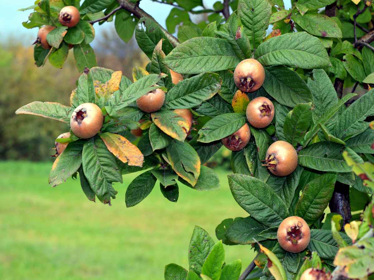 Medlar