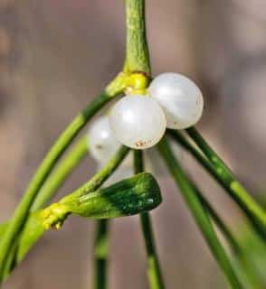 Kissing under mistletoe