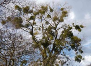 mistletoe, a parasite