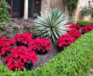 Outdoor poinsettia