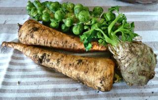 Harvesting parsnip