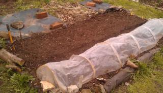 Sowing parsnip