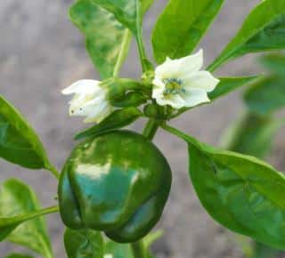 Planting bell pepper or chili