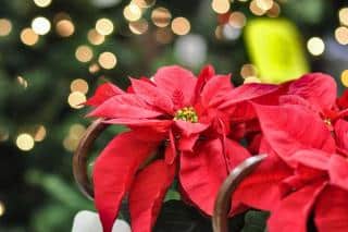 Poinsettia