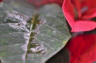 Disease on poinsettia