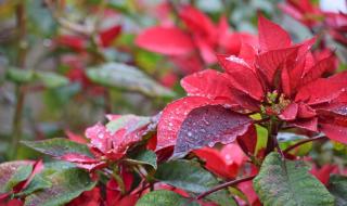 Watering poinsettia